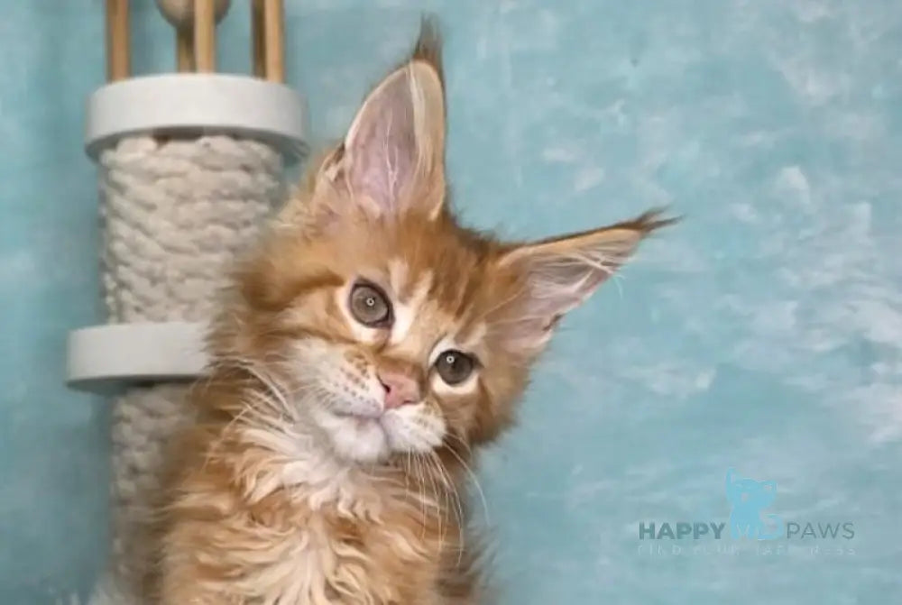 Sarabia Maine Coon female red with white tabby live animals