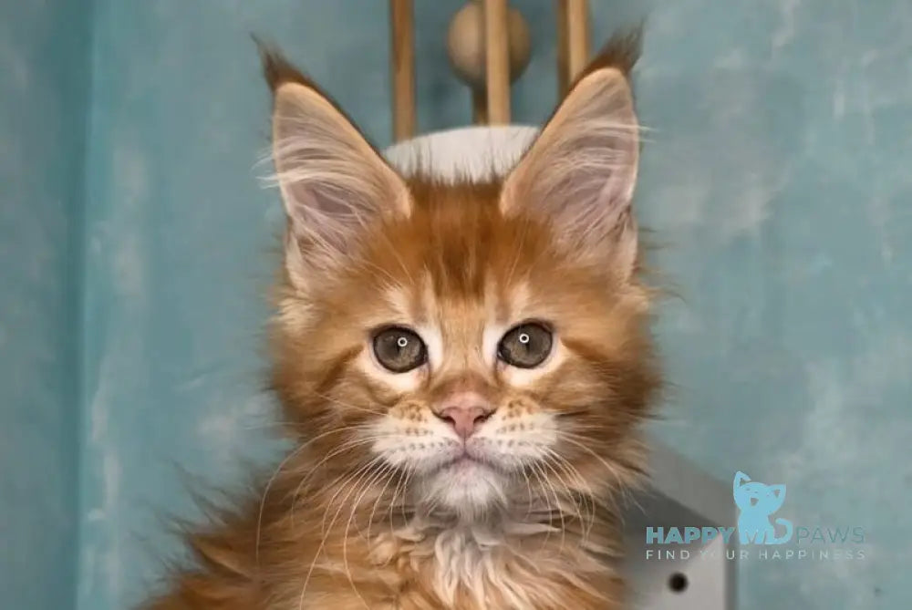 Sarabia Maine Coon female red with white tabby live animals