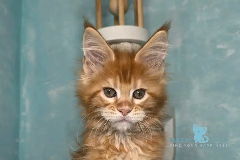 Sarabia Maine Coon female red with white tabby live animals