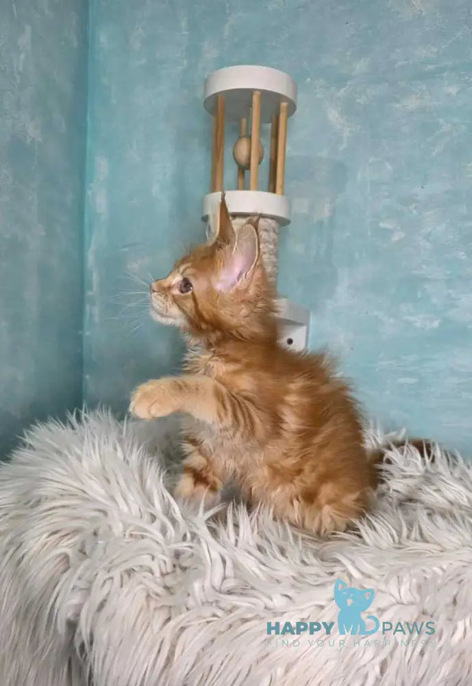 Sarabia Maine Coon female red with white tabby live animals