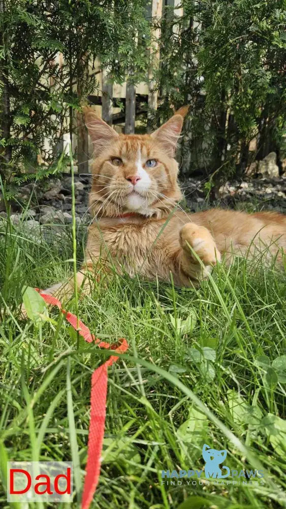 Sarabia Maine Coon female red with white tabby live animals