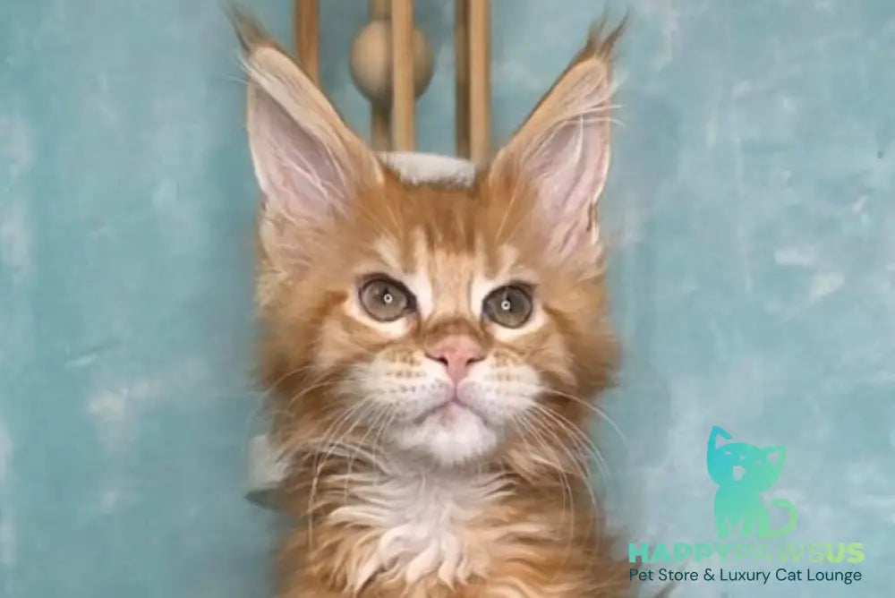 Sarabia Maine Coon female red with white tabby live animals