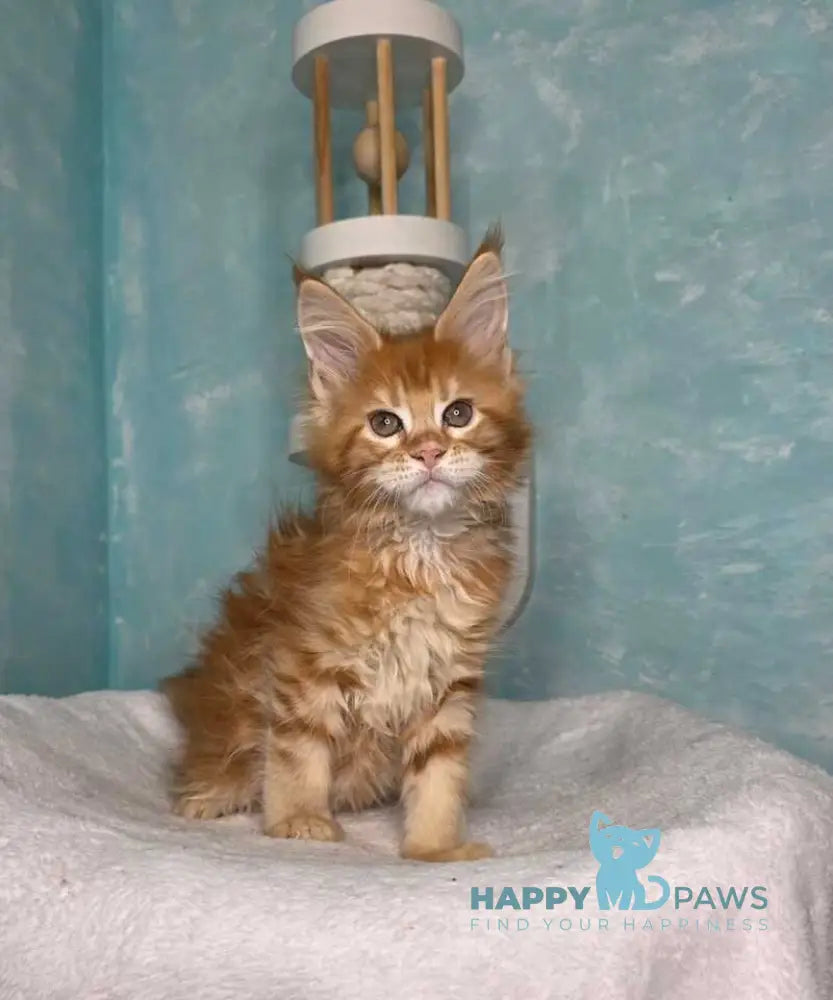 Sarabia Maine Coon female red with white tabby live animals