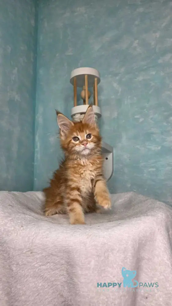 Sarabia Maine Coon female red with white tabby live animals