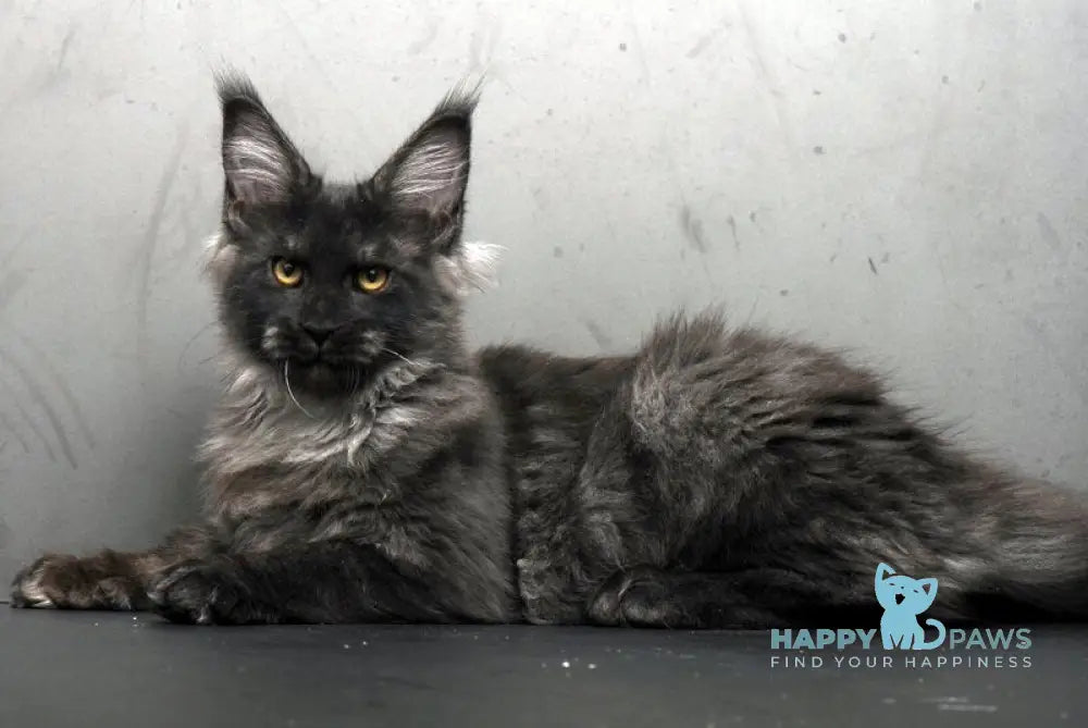 Sarah Maine Coon female black silver live animals