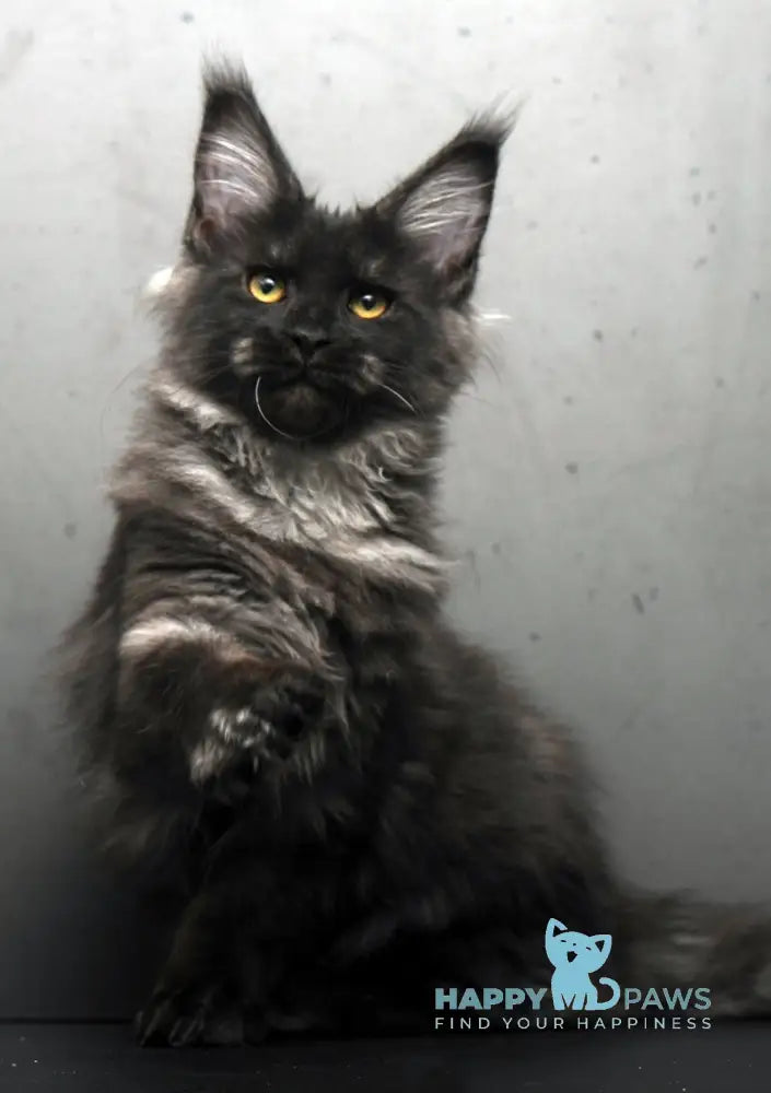 Sarah Maine Coon female black silver live animals