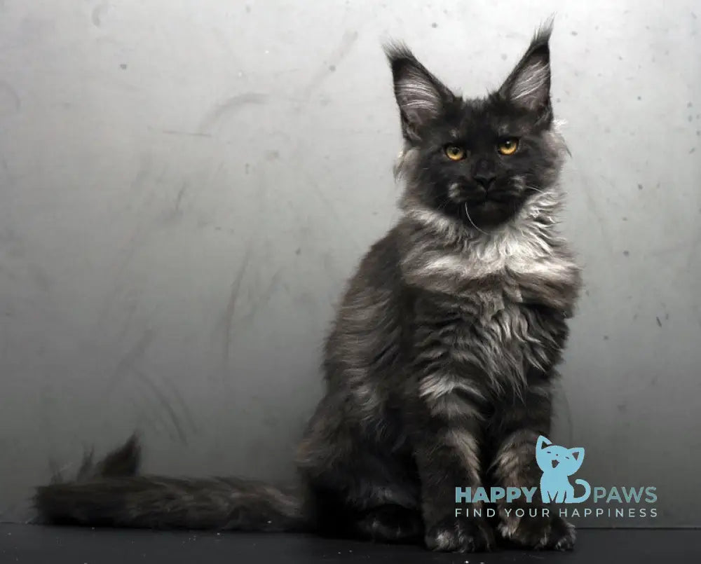 Sarah Maine Coon female black silver live animals