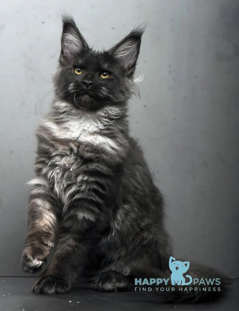 Sarah Maine Coon female black silver live animals
