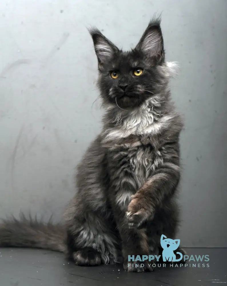 Sarah Maine Coon female black silver live animals