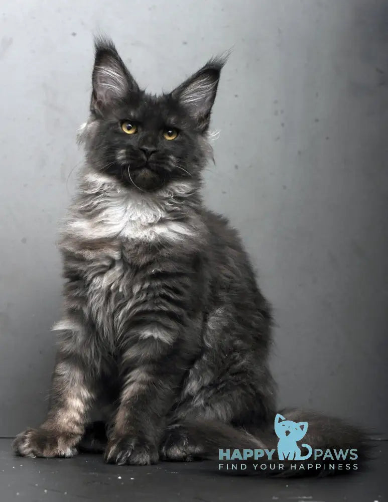 Sarah Maine Coon female black silver live animals