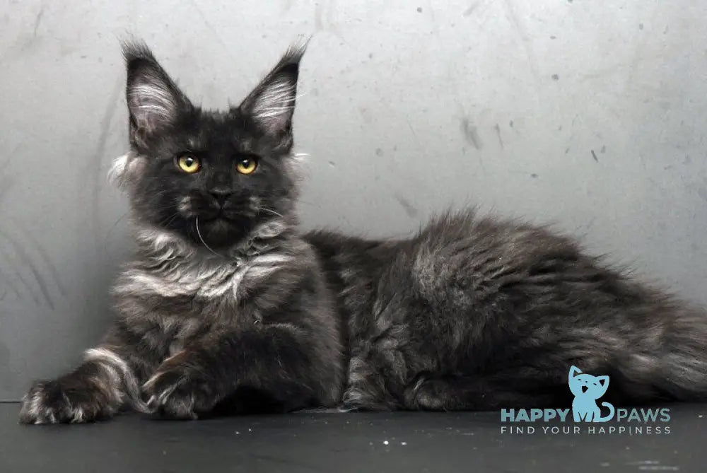 Sarah Maine Coon female black silver live animals