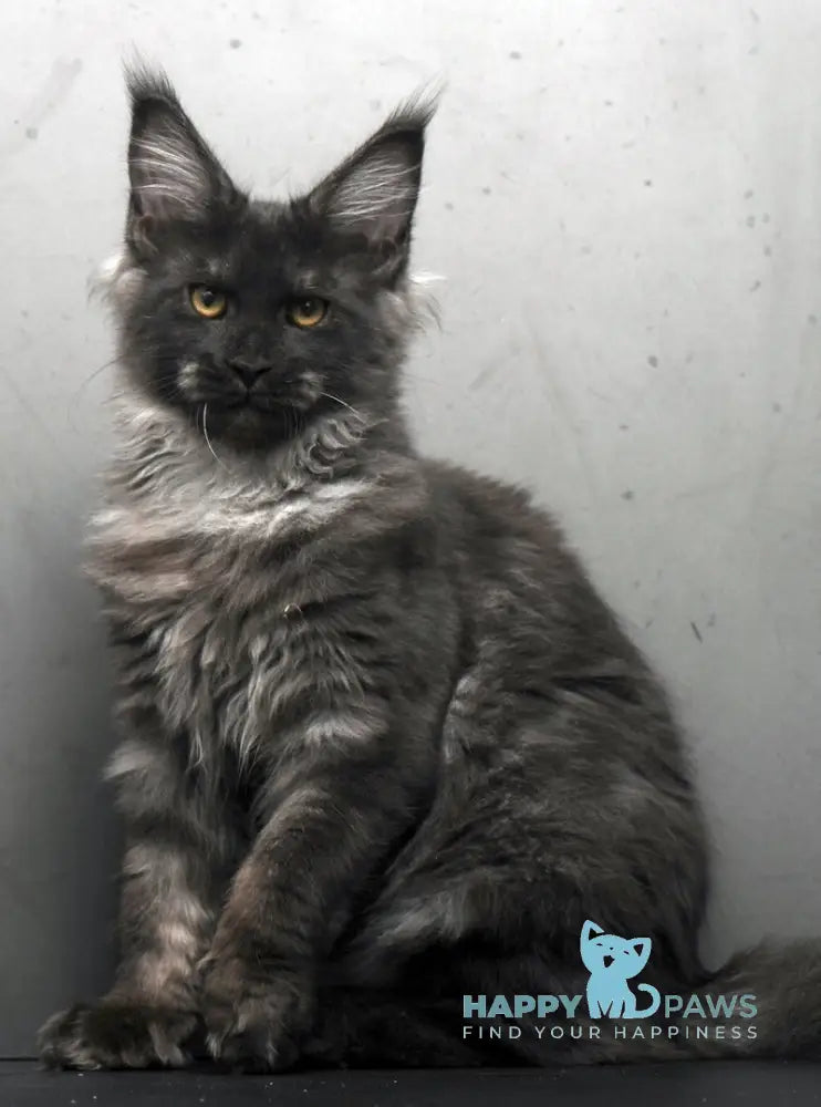 Sarah Maine Coon female black silver live animals