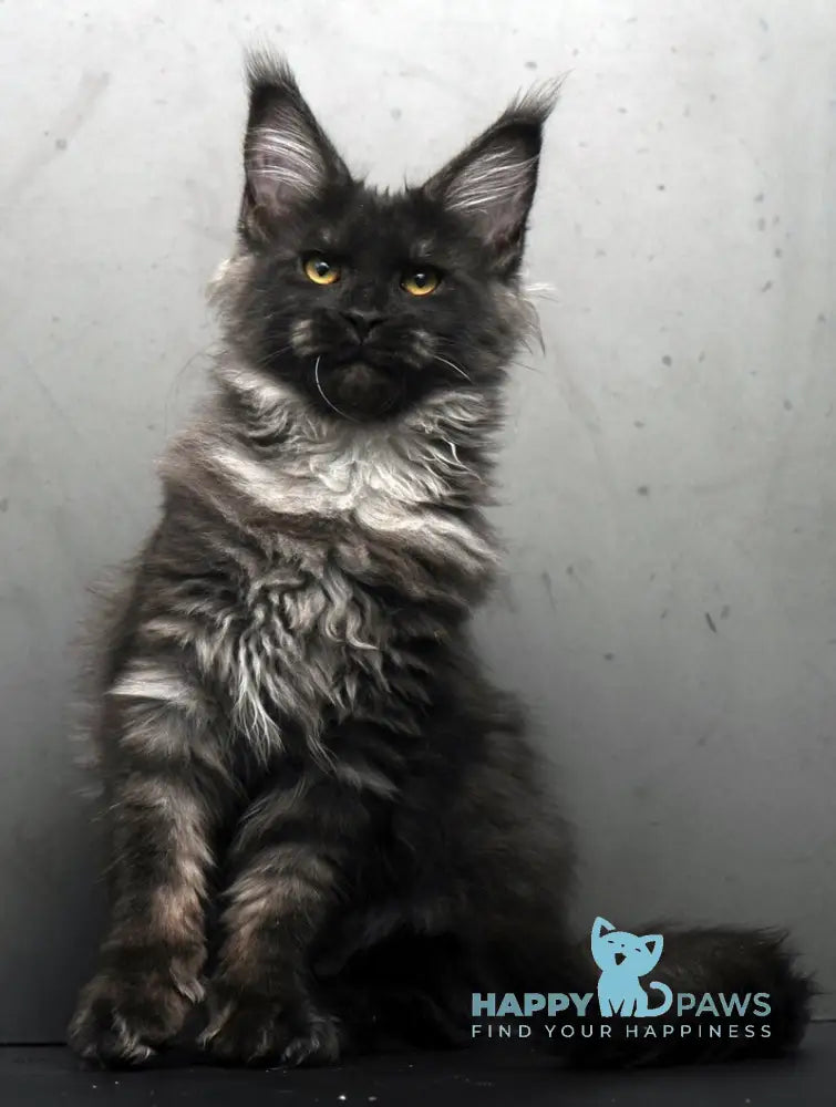 Sarah Maine Coon female black silver live animals