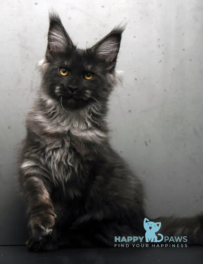 Sarah Maine Coon female black silver live animals