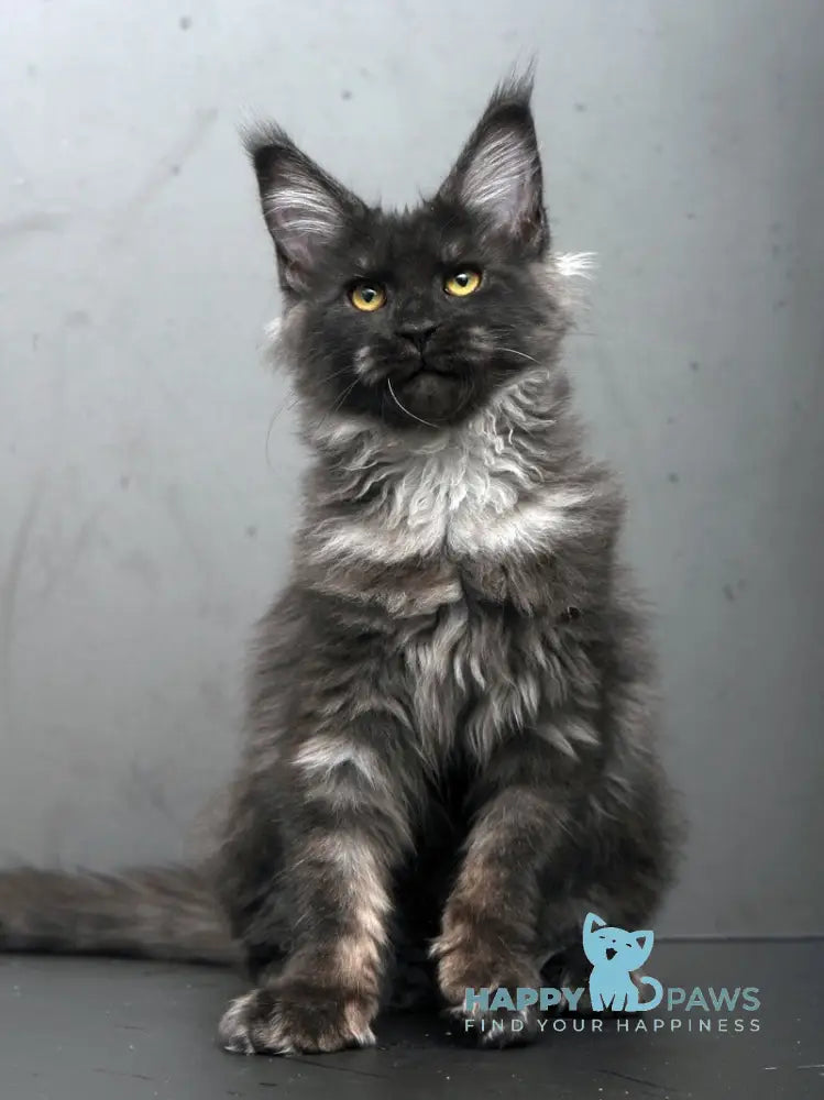 Sarah Maine Coon female black silver live animals