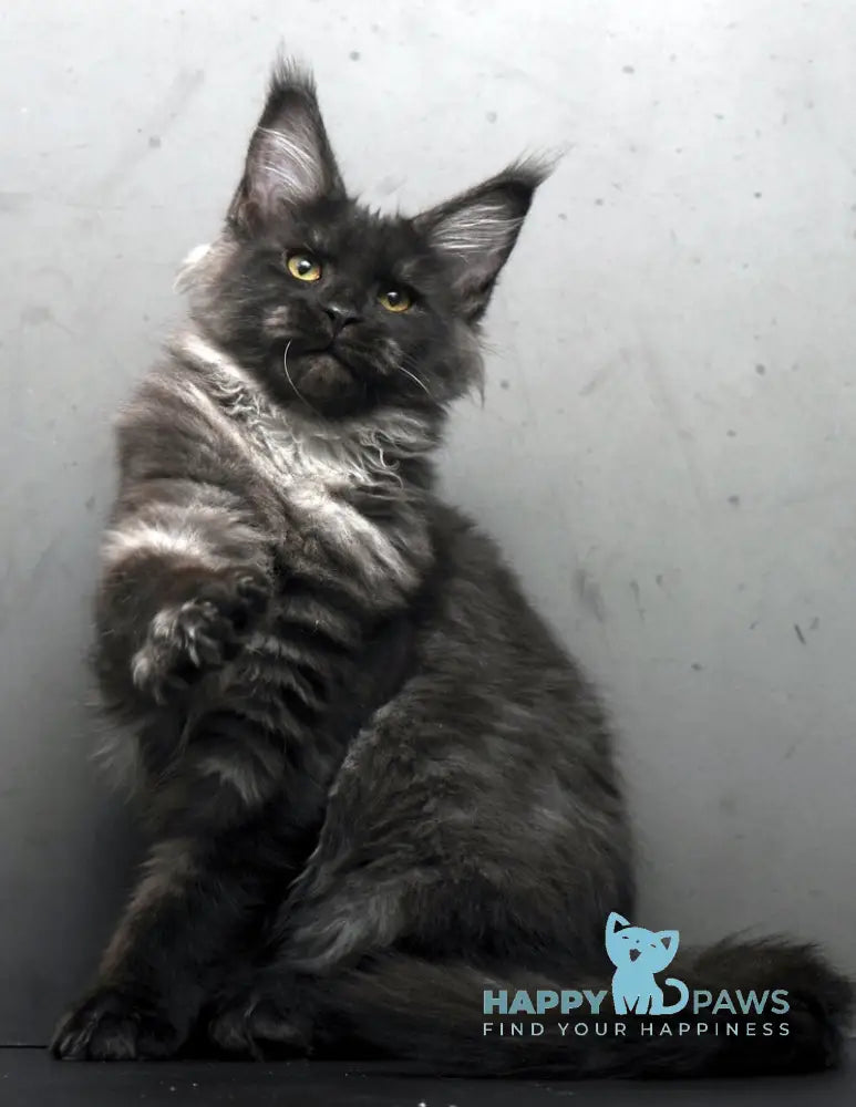 Sarah Maine Coon female black silver live animals
