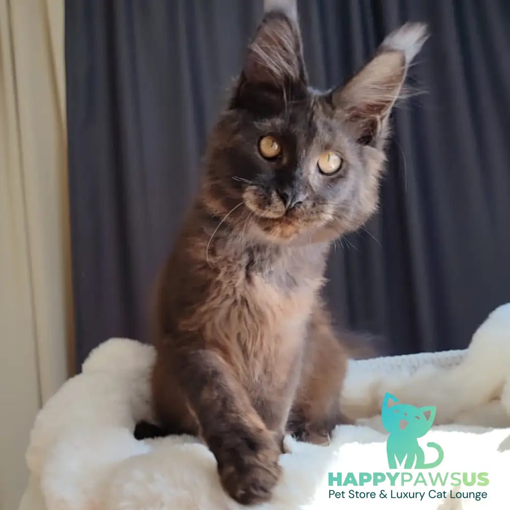 Sarhan Maine Coon male black silver - live animals