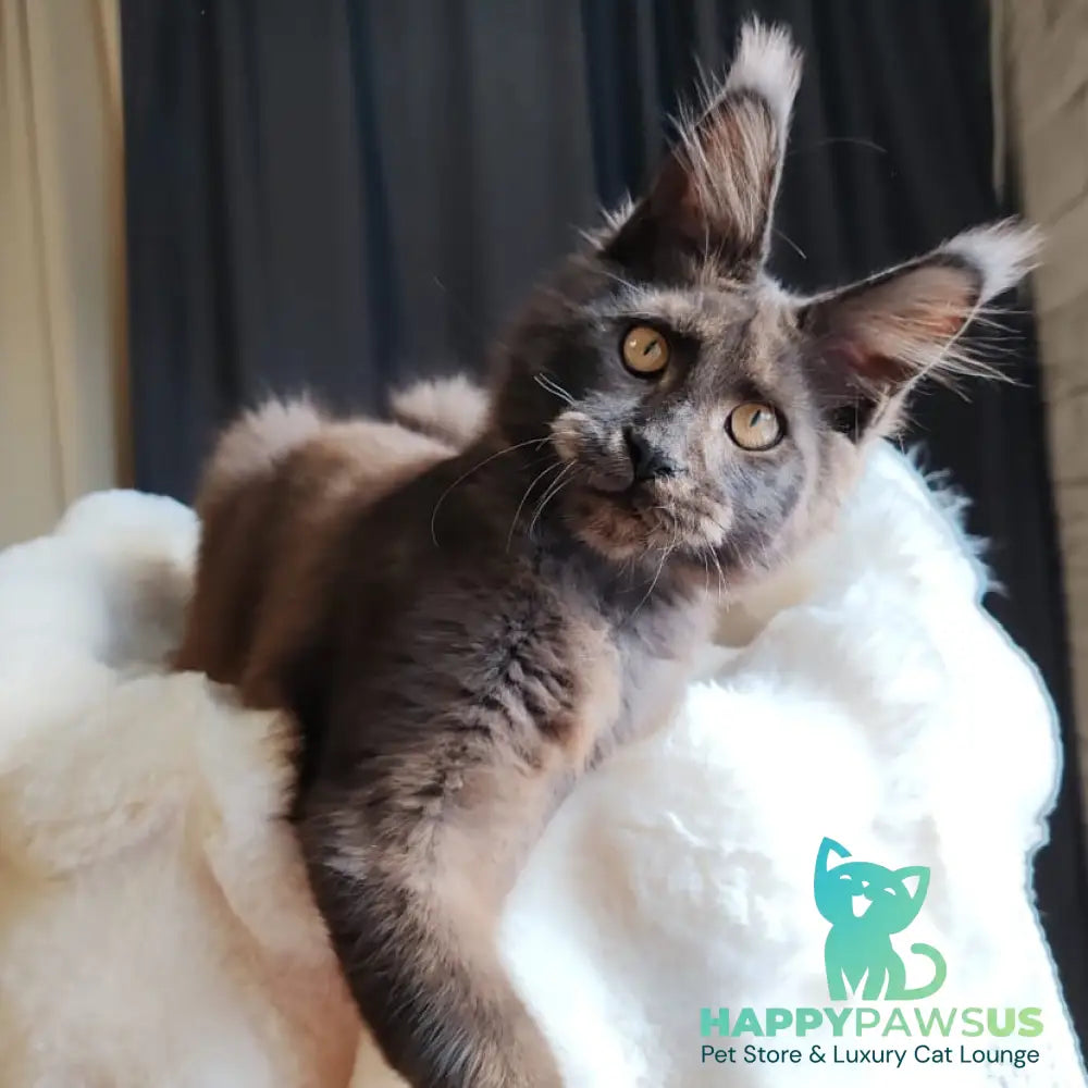 Sarhan Maine Coon male black silver - live animals