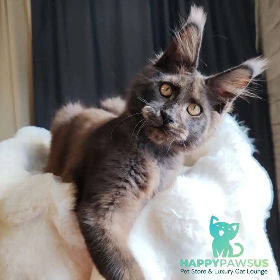 Sarhan Maine Coon male black silver - live animals