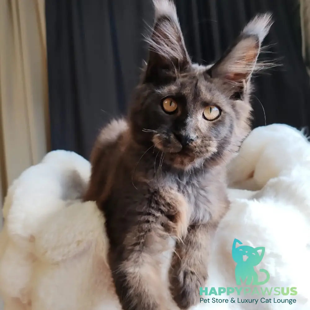 Sarhan Maine Coon male black silver - live animals