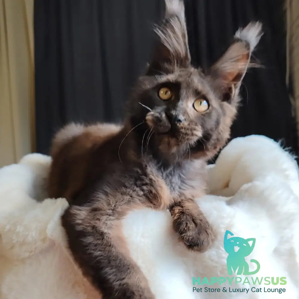 Sarhan Maine Coon male black silver - live animals