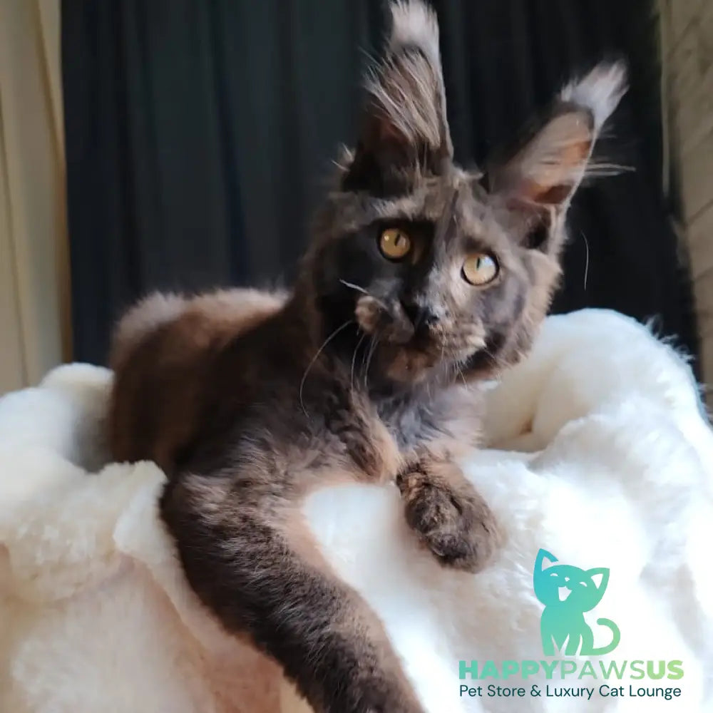 Sarhan Maine Coon male black silver - live animals