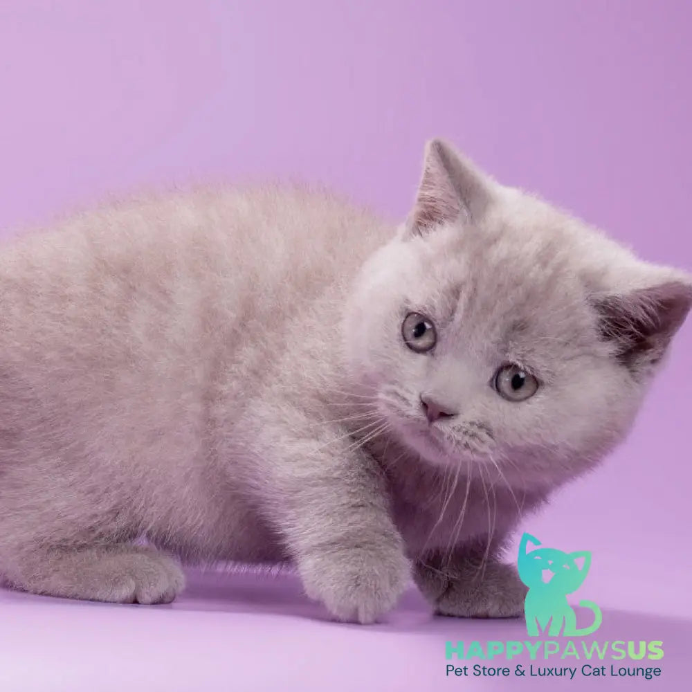 Sassy British Shorthair female lilac - live animals