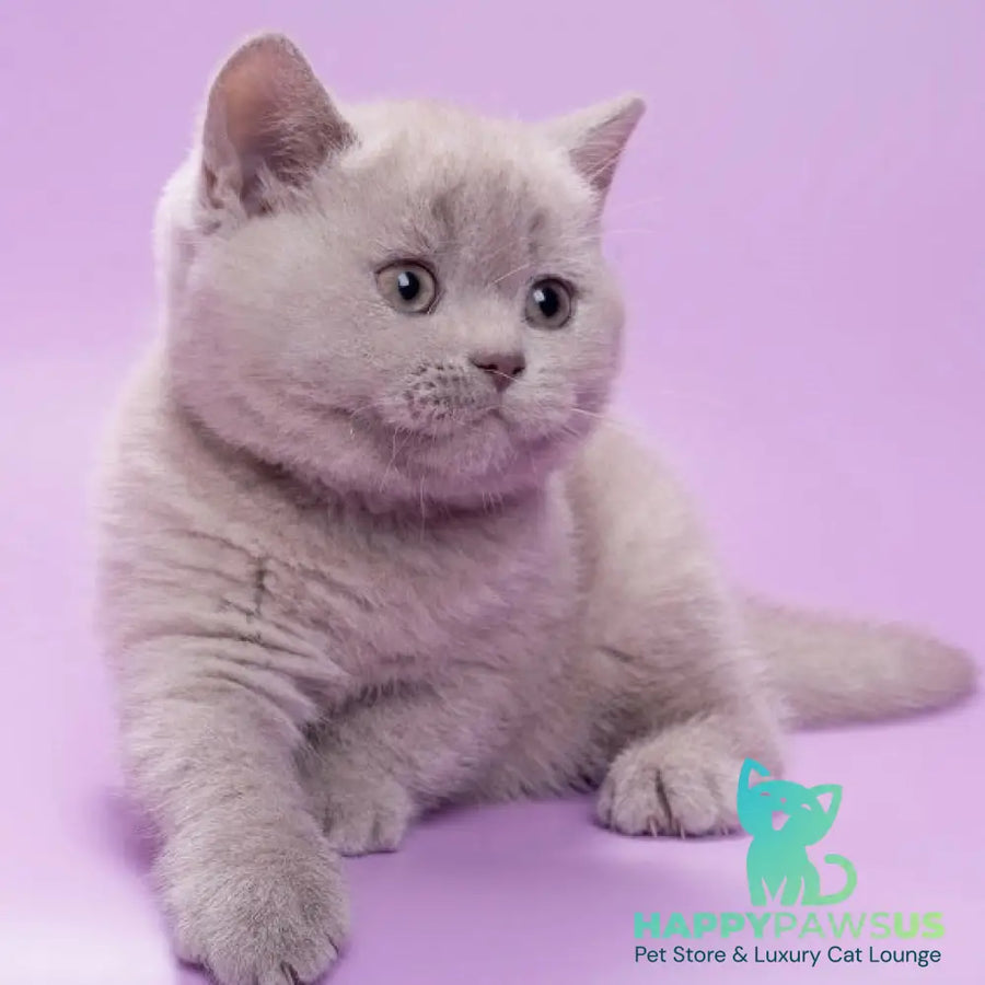Sassy British Shorthair female lilac - live animals