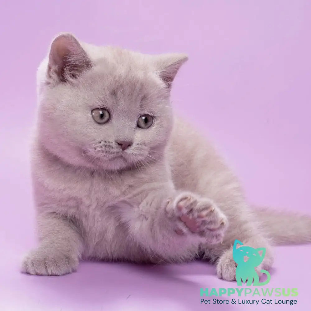 Sassy British Shorthair female lilac - live animals