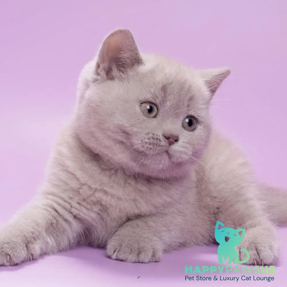 Sassy British Shorthair female lilac - live animals