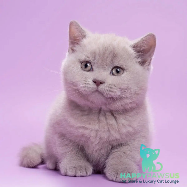 Sassy British Shorthair female lilac - live animals