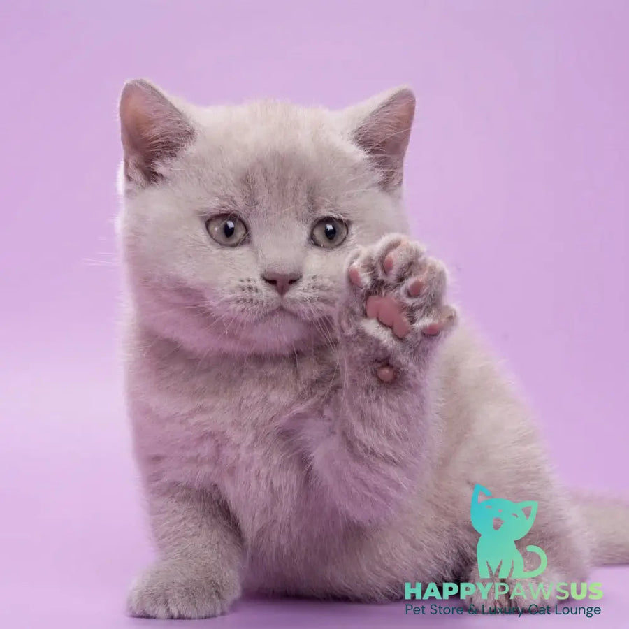 Sassy British Shorthair female lilac - live animals