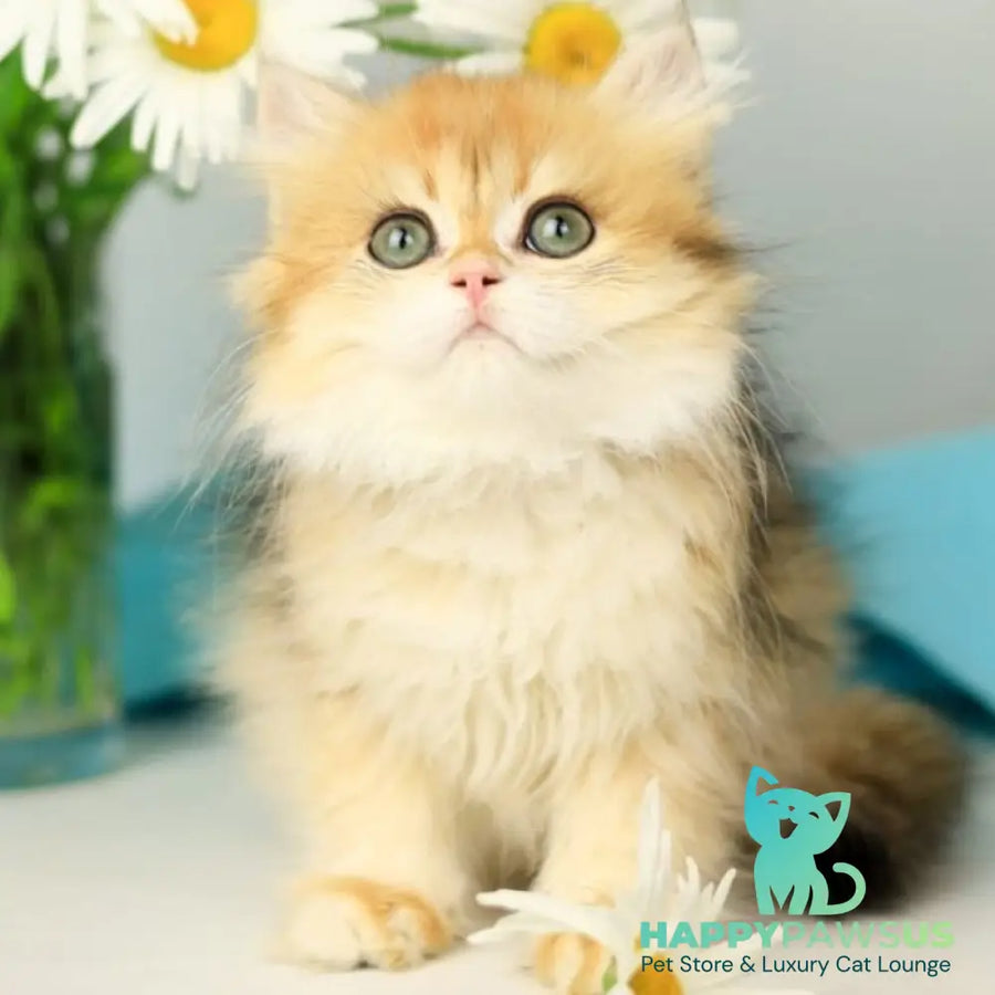 Sati British Longhair female black golden shaded - live animals