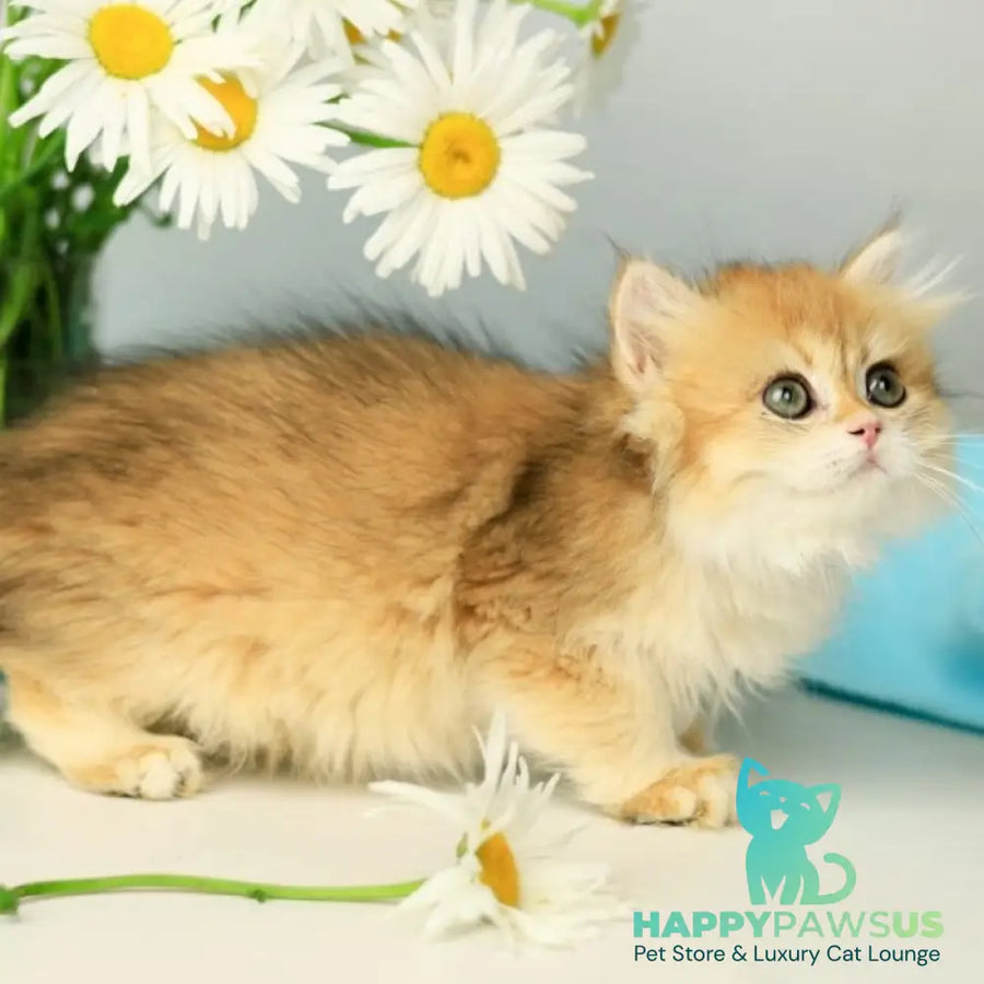Sati British Longhair female black golden shaded - live animals