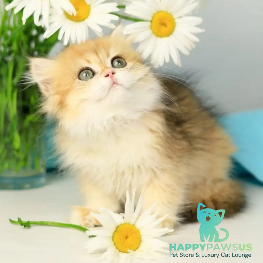 Sati British Longhair female black golden shaded - live animals