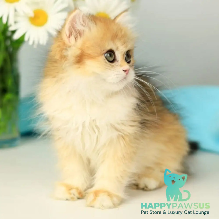 Sati British Longhair female black golden shaded - live animals