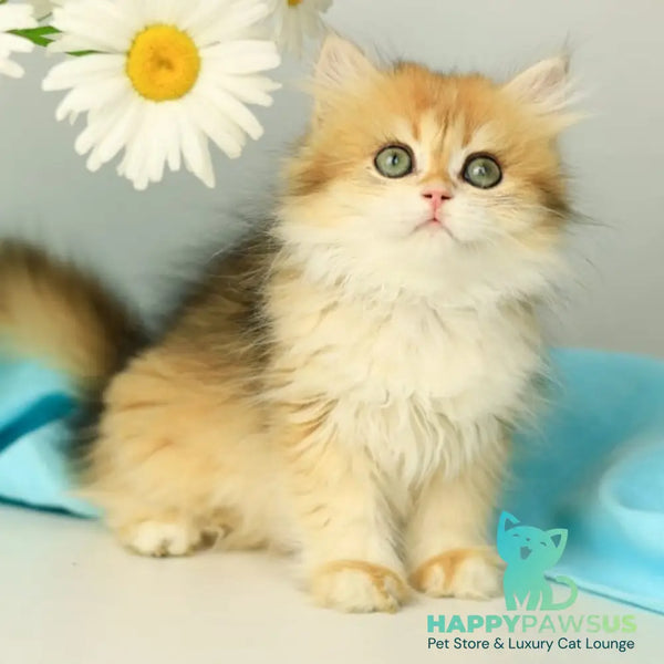 Sati British Longhair female black golden shaded - live animals