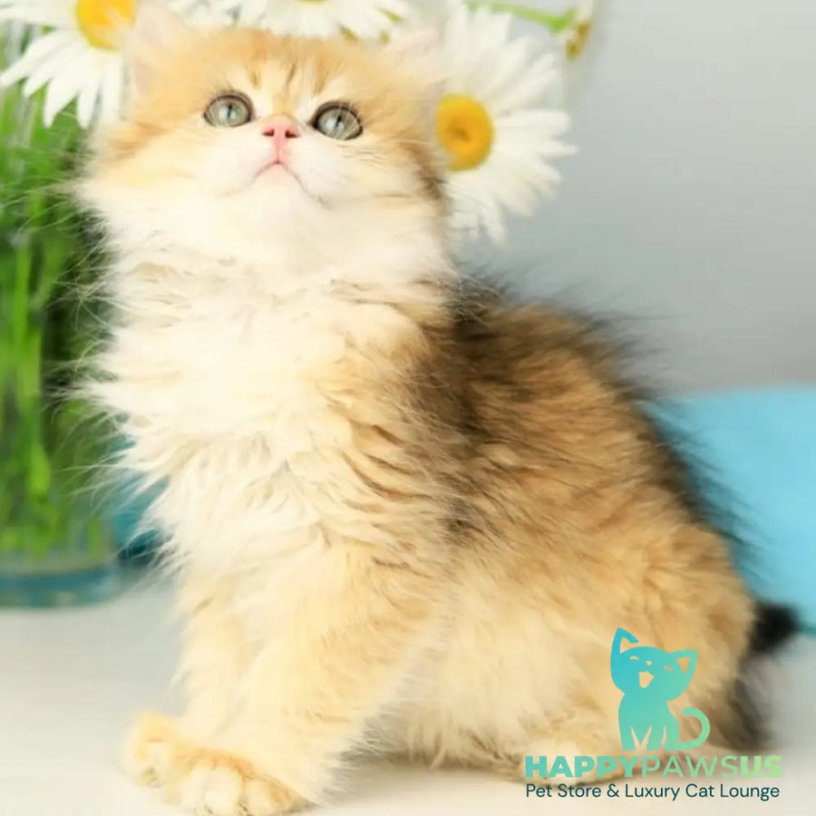 Sati British Longhair female black golden shaded - live animals