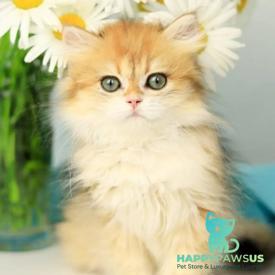 Sati British Longhair female black golden shaded - live animals