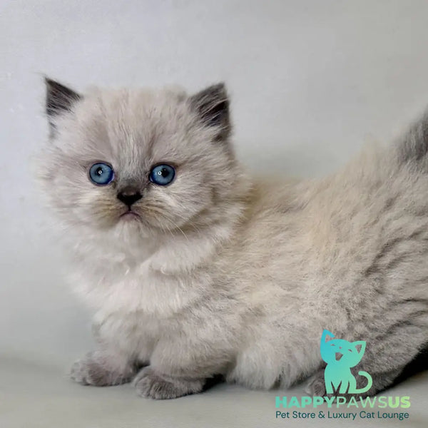 Savage Munchkin female lilac shaded pointed - live animals