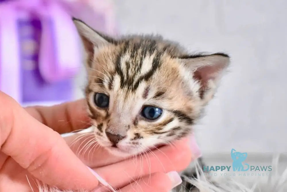 Savastri Savannah F6 female black spotted tabby live animals
