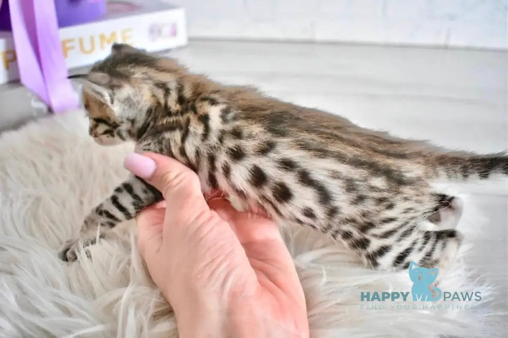 Savastri Savannah F6 female black spotted tabby live animals