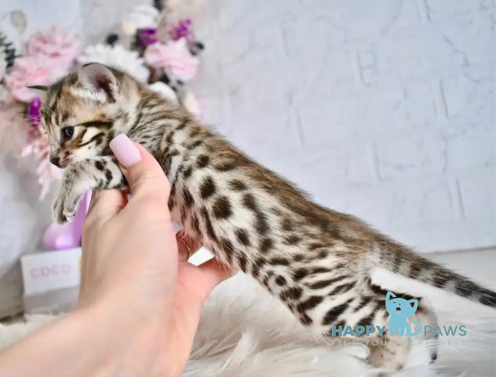 Savastri Savannah F6 female black spotted tabby live animals