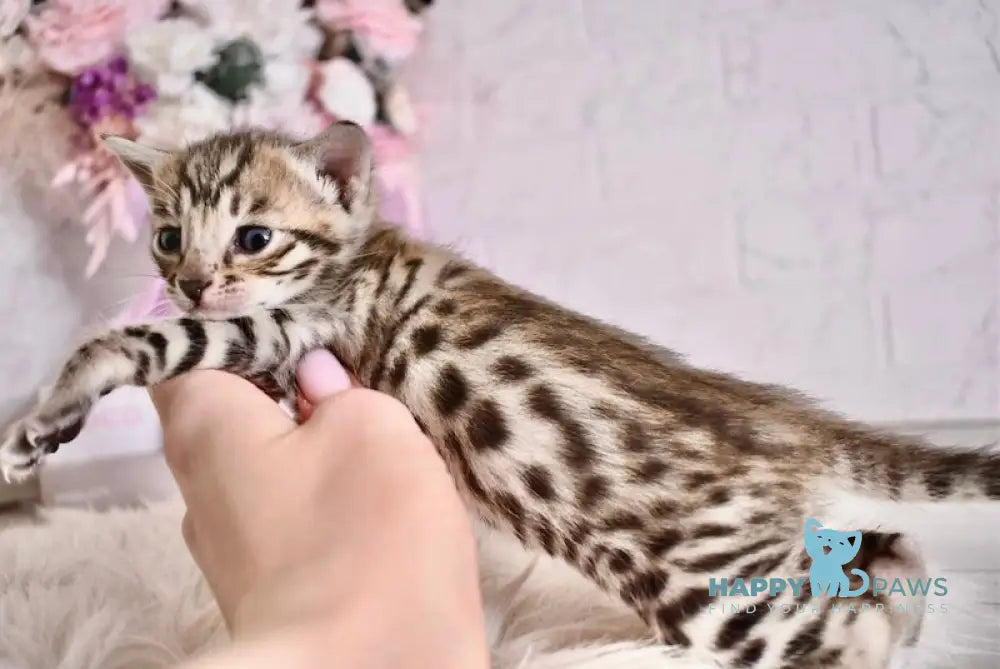 Savastri Savannah F6 female black spotted tabby live animals