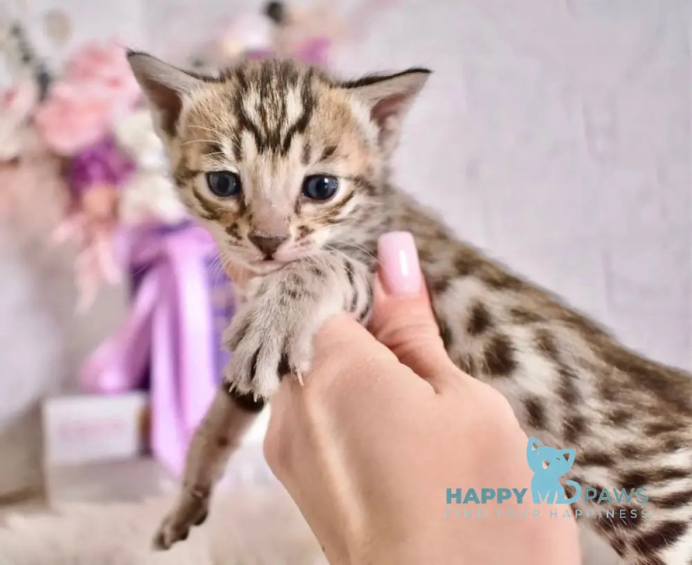 Savastri Savannah F6 female black spotted tabby live animals