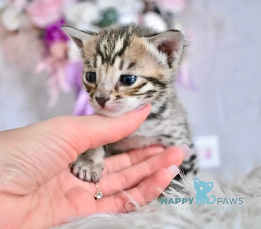 Savastri Savannah F6 female black spotted tabby live animals