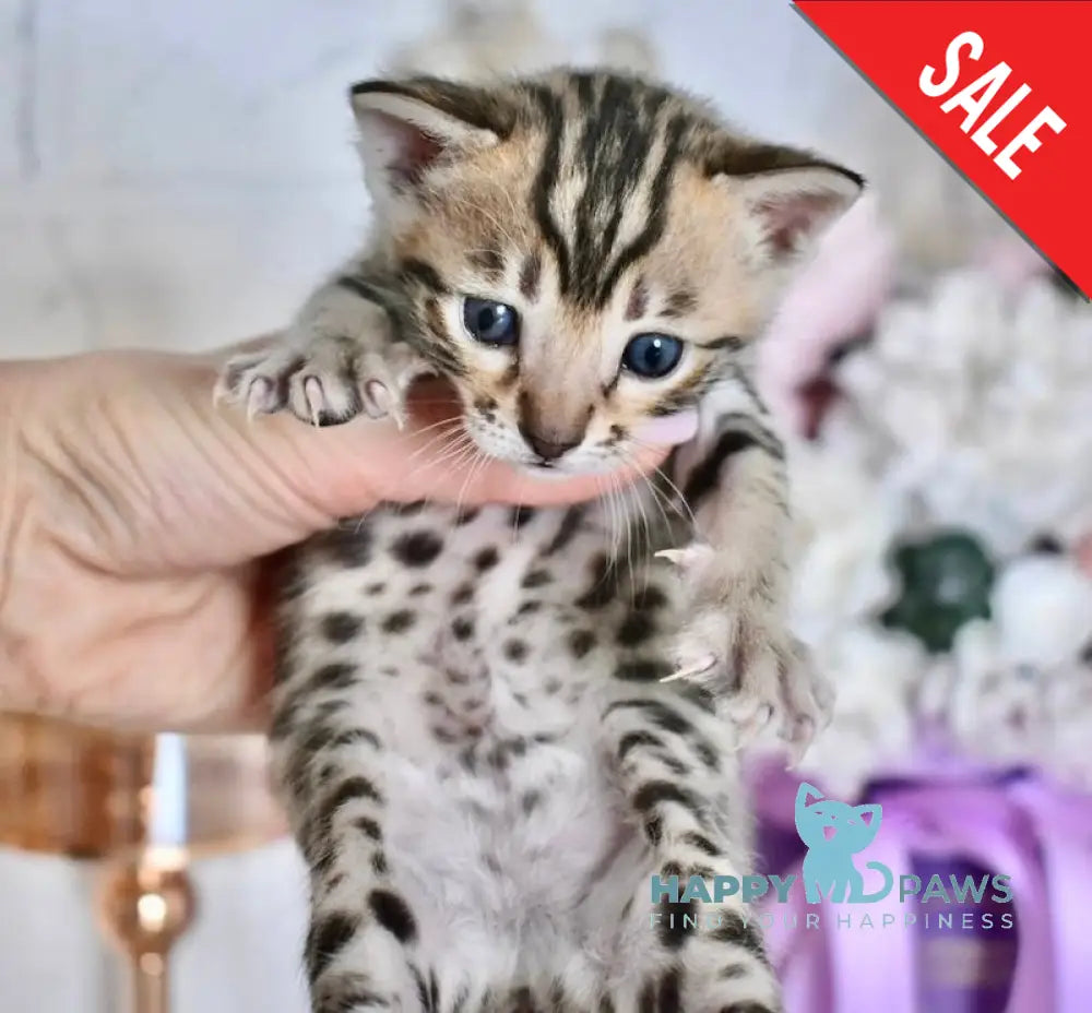 Savi Savannah F6 female black spotted tabby live animals