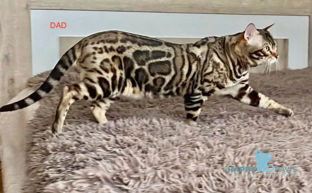 Savi Savannah F6 female black spotted tabby live animals