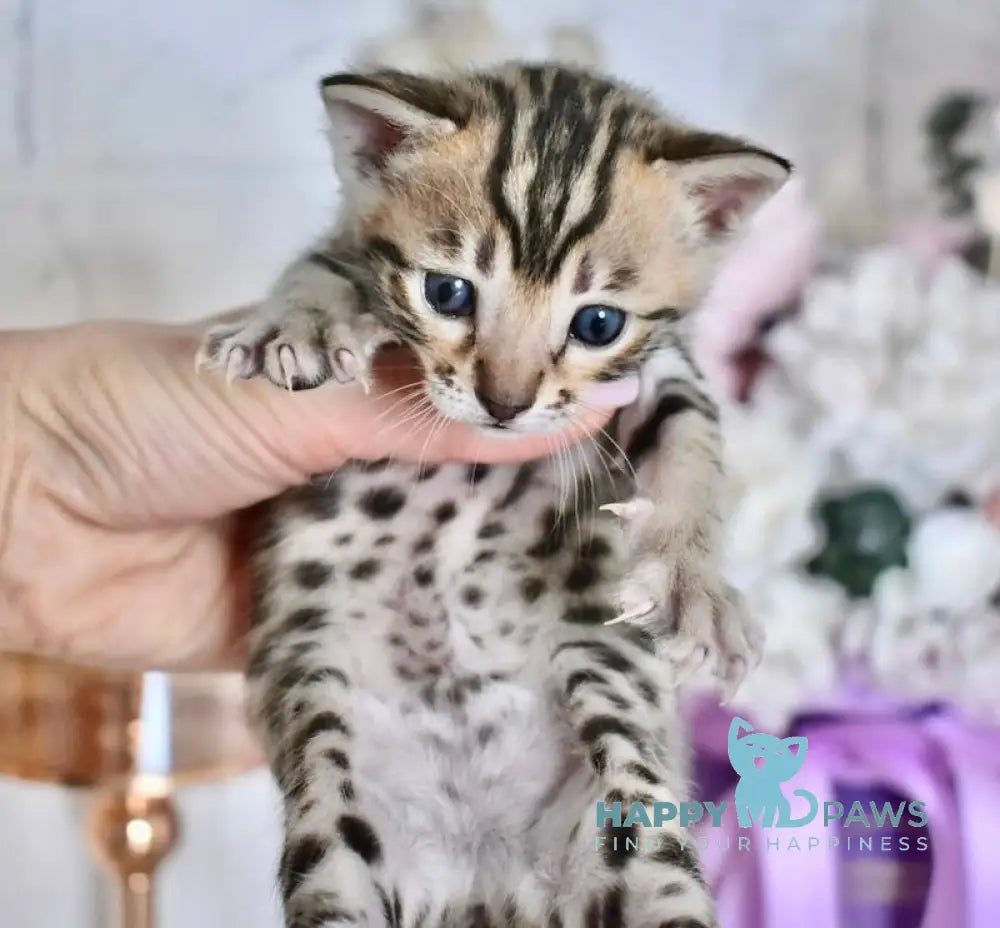 Savi Savannah F6 female black spotted tabby live animals