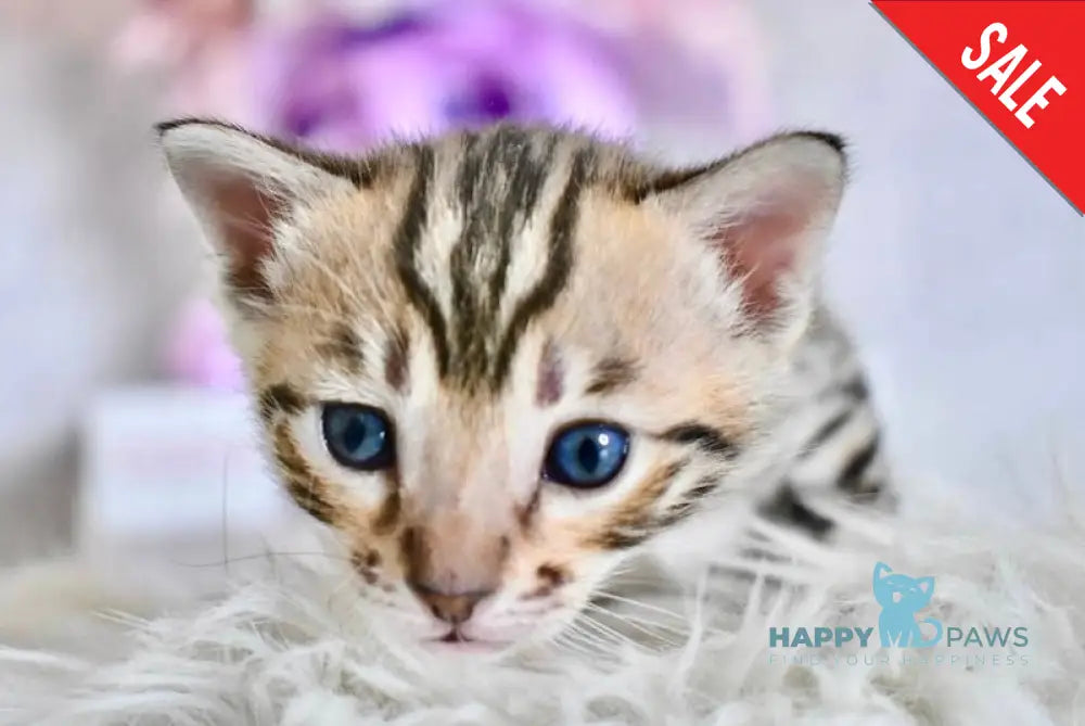 Savi Savannah F6 female black spotted tabby live animals